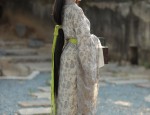 Opening the Door to Original Hanfu:The Dawn of Summers Lovely Pinellia